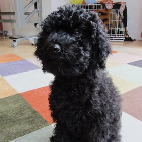 Hondenfoto van Dewi & de doodles