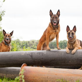 Hondenfoto van De Mecheltjes clan