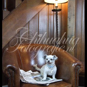 dushi, kruising chihuahua gefotografeerd door karlijn voogel…