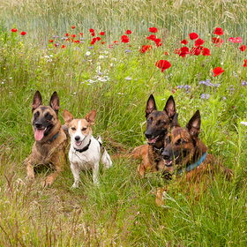 Hondenfoto van De Mecheltjes clan