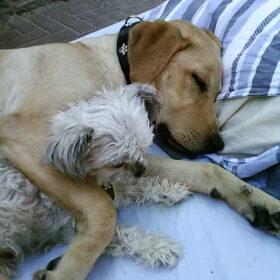 dushi samen met rana, de labrador van onze dochter