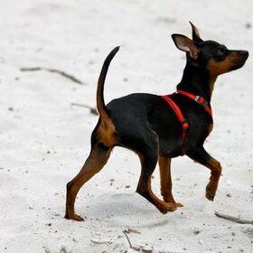 Groeten uit soesterduinen