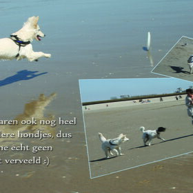 Hondenfoto van Alexandra & Mikey