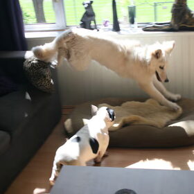 Lady op visite