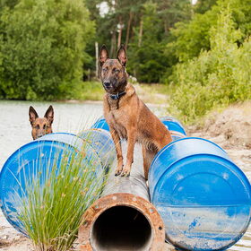 Hondenfoto van De Mecheltjes clan