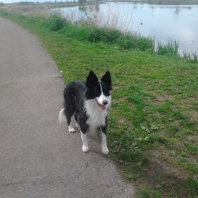 Hondenfoto van Puck & Fenrir 
