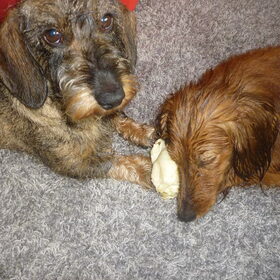 Hondenfoto van Greetje & Odie