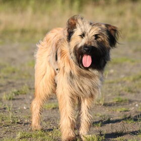 Hondenfoto van team Shadow