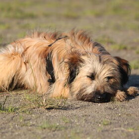 Hondenfoto van team Shadow