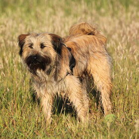Hondenfoto van team Shadow