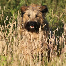 Hondenfoto van team Shadow