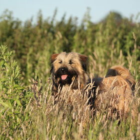 Hondenfoto van team Shadow