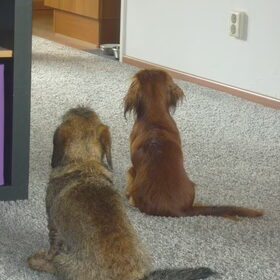 Hondenfoto van Greetje & Odie