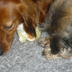 Hondenfoto van Greetje & Odie