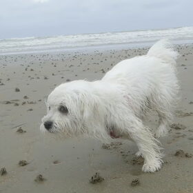 Hondenfoto van  Marleen & Bo & Snufke+