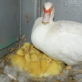 Miep met haar kroost