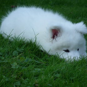kleine Polar 11 weekjes