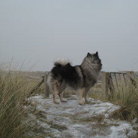 Indy mee naar Ameland
