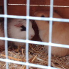 Onze nieuwe bewoners Jimmy en Appie van de cavia/konijnenflat.