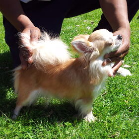 Hondenfoto van chihuahua's
