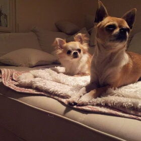 Hondenfoto van chihuahua's