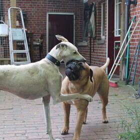 Hondenfoto van Lo&So