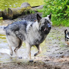 Rennen met grote vriendin Raskha in Ockenburgh. (foto gemaakt…