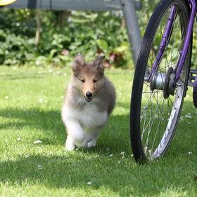 Kennis maken met de fiets. Super leuk, baasje heeft er een…