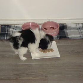 Kaida eten!