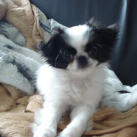 Pip!