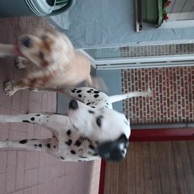 Hondenfoto van Krientje & Billie