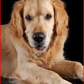 Tibo op fotosessie ;-))