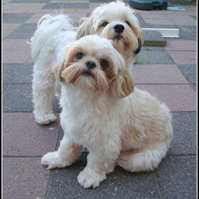 Deva en Sammy