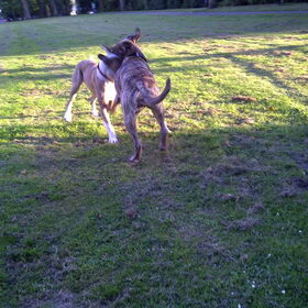 rox en jara