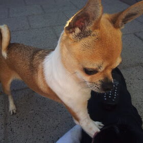 Hondenfoto van chihuahua's
