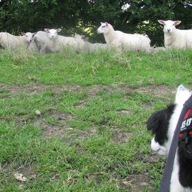 18 weken (schapen zijn groot!)