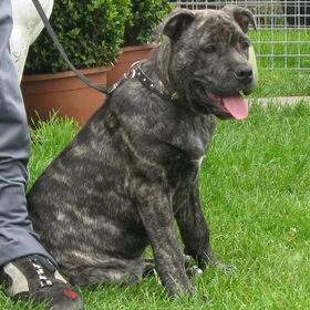 Layka (ca de bou)4 maanden oud