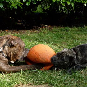 Layka (17 weken) & Dodge (American stafford 9 jaar)
