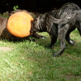 Layka (17 weken) & Dodge (American stafford 9 jaar)