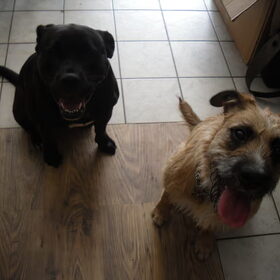 Fennah dikke vrienden met Nette, hond van familie :)