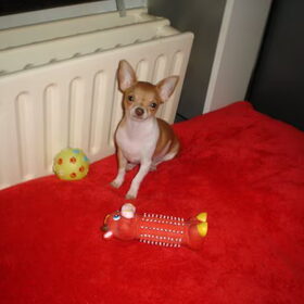 Mijn kleine diva Chica