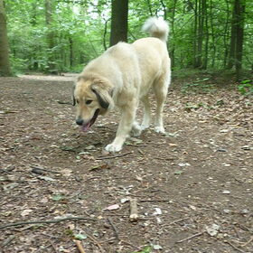Hondenfoto van Julie & Yucca <3