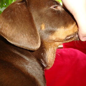 Zwelling 's ochtends Zie topic: http://www.hondenpage.com/hondenf…