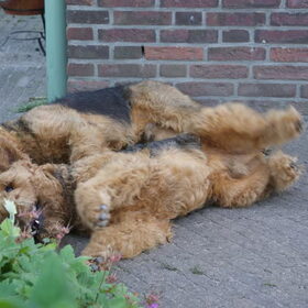 Samen rollebollen