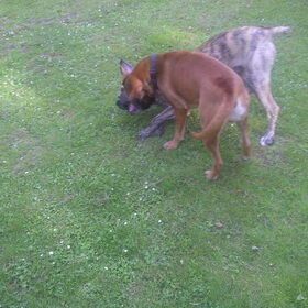 rox en bo