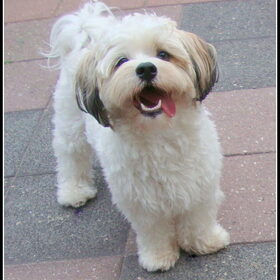 Sammy