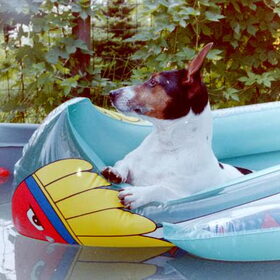 Dusty.. mijn eerste eigen doggie. 16 jaar mochten we samen zijn…