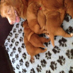 Hondenfoto van Sigrid, Sandy, Diva & Nala
