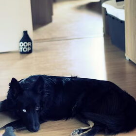Hondenfoto van Rianne - Blue & Mylo