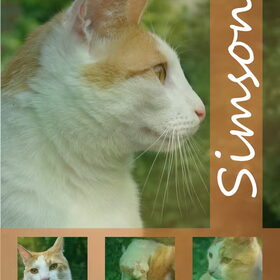 bewerking van Simson